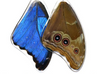 Butterfly Wing Earrings- Giant Blue Morpho - Wanderlust + Wildhearts