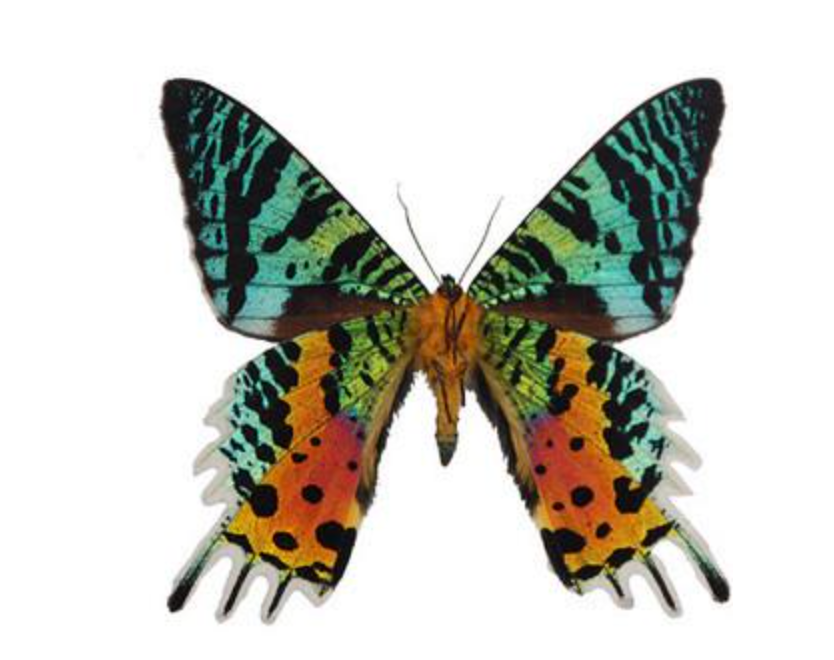 Butterfly Wing Earrings- Sunset Moth Bottom Wing - Wanderlust + Wildhearts