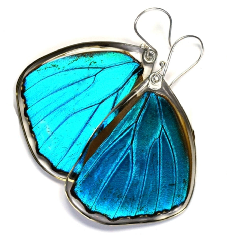 Butterfly Wing Earrings- Blue Morpho Menelaus - Wanderlust + Wildhearts