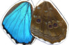 Butterfly Wing Earrings- Blue Morpho Menelaus - Wanderlust + Wildhearts