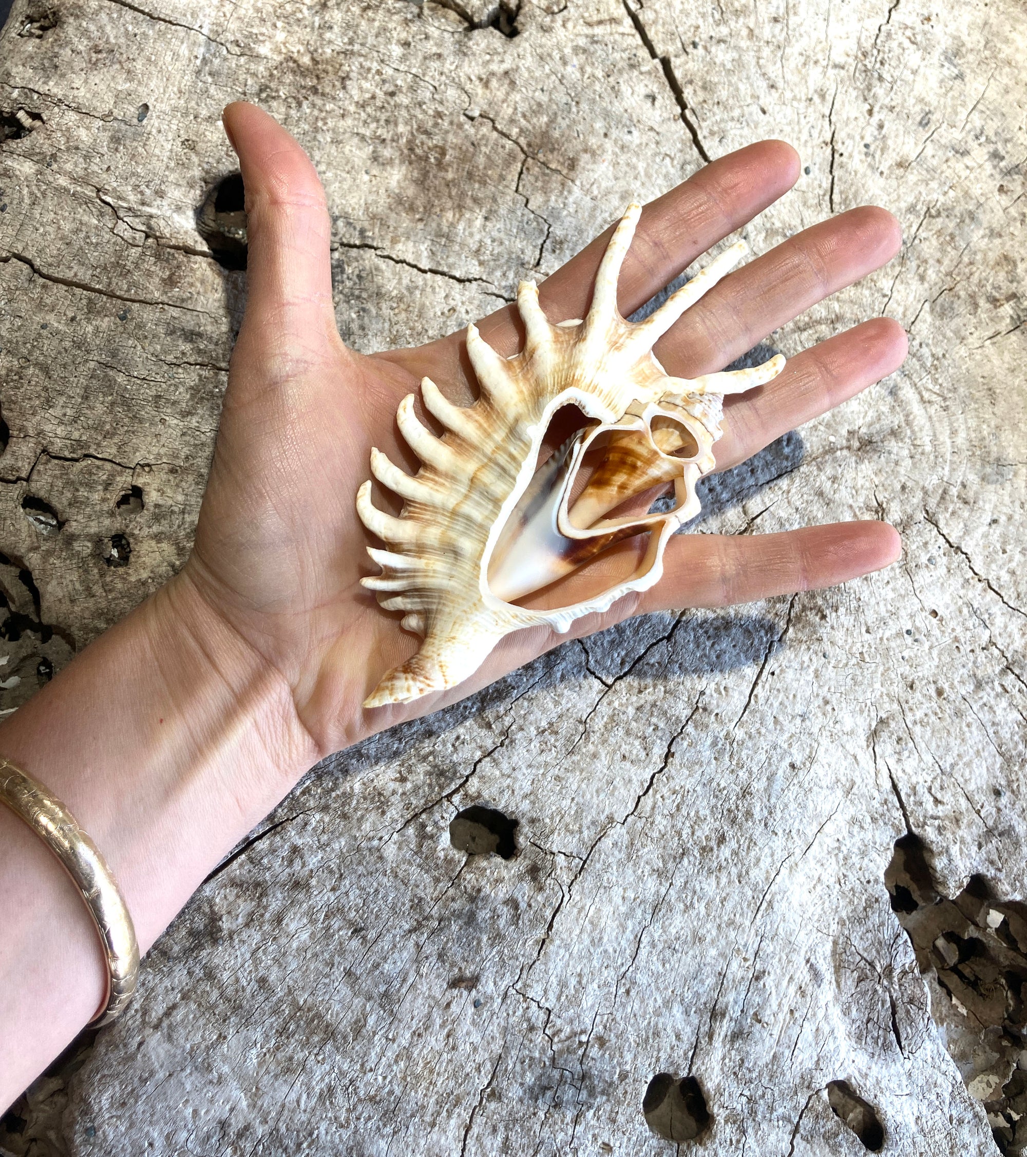 Polynesian Lambis Shell - Wanderlust + Wildhearts
