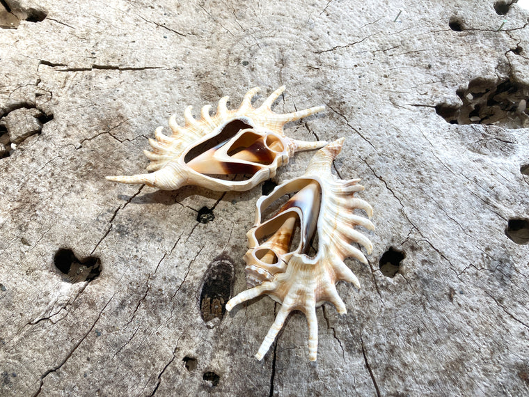Polynesian Lambis Shell - Wanderlust + Wildhearts