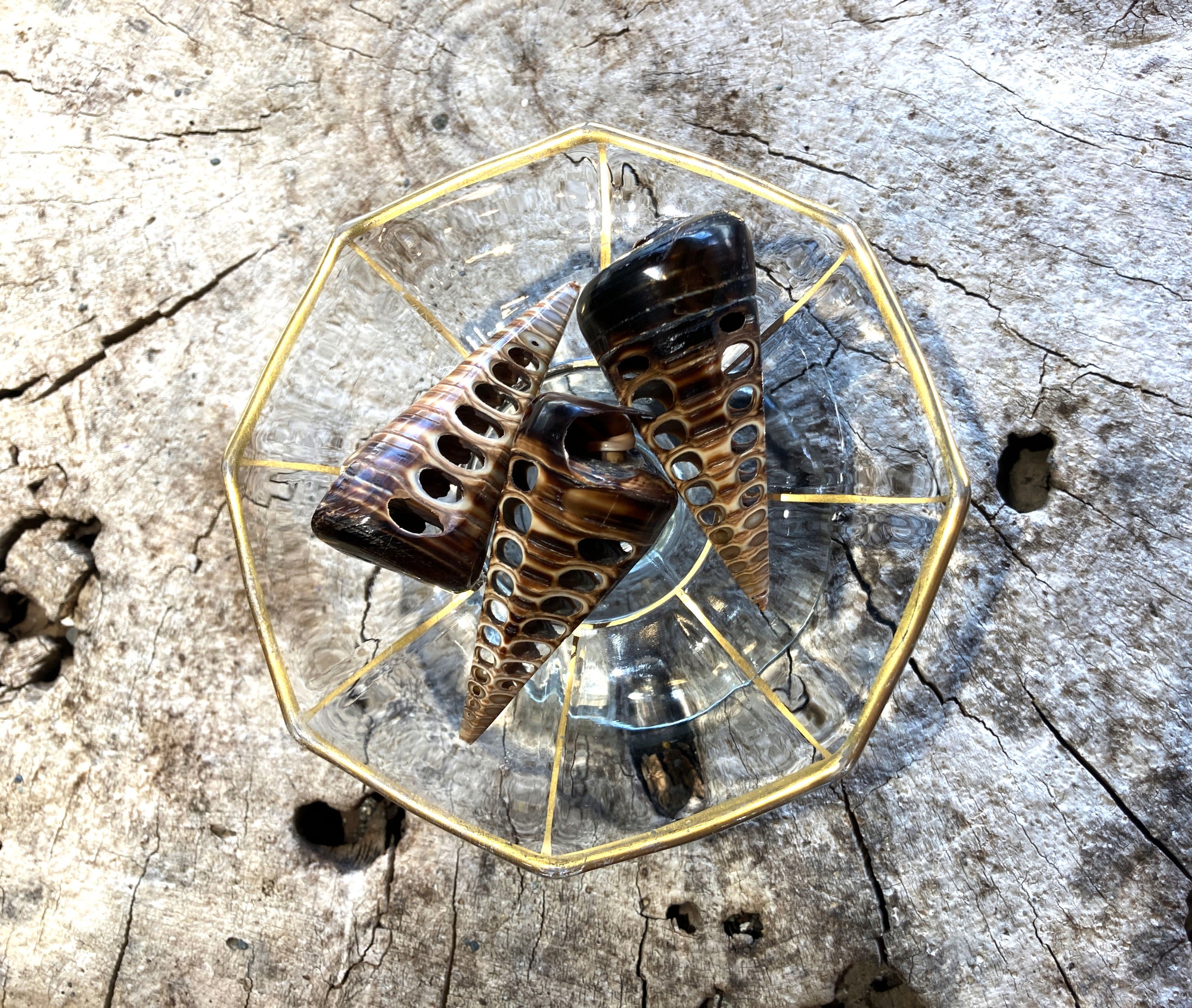 Matrix Telescopium Shell - Wanderlust + Wildhearts