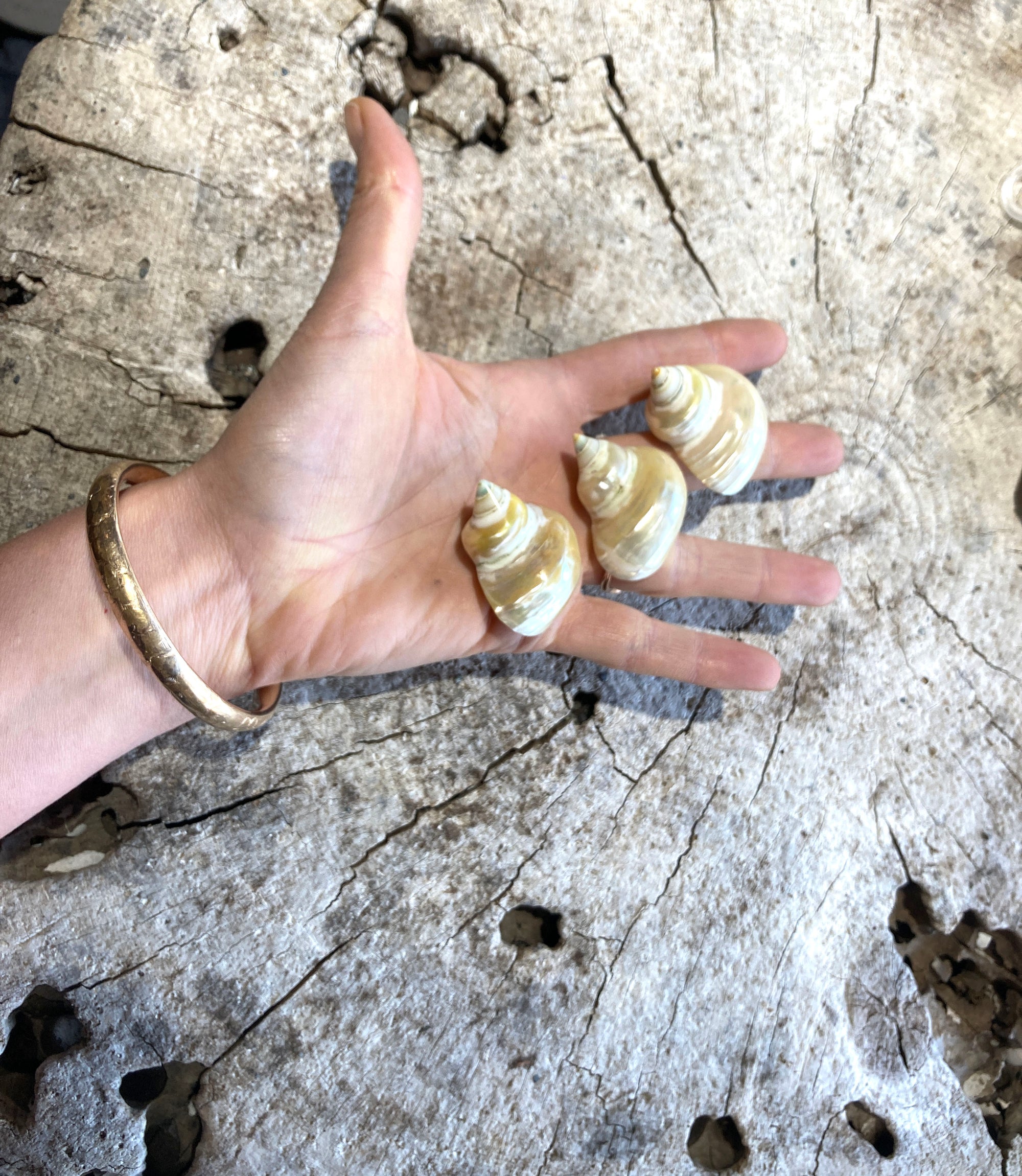 Mexican Turbo Snail Shell - Wanderlust + Wildhearts