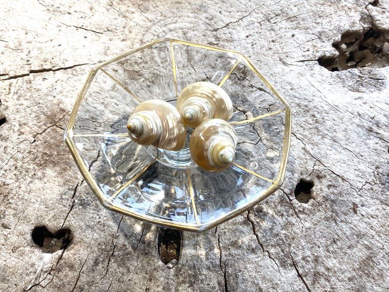 Mexican Turbo Snail Shell - Wanderlust + Wildhearts